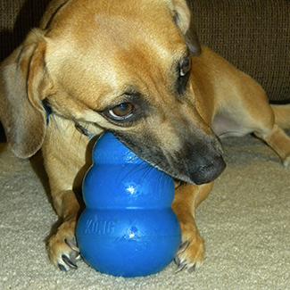 Dog chewing on a blue toy