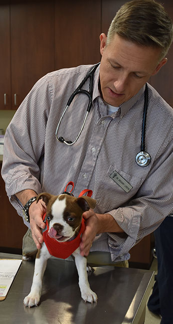 Veterinarian examining a puppy before neuter surgery