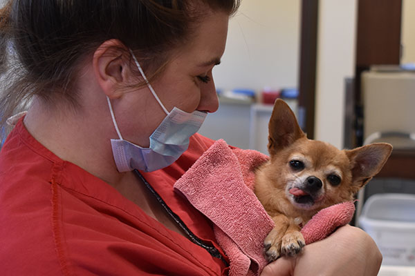 Veterinarian holding a small dog after surgery