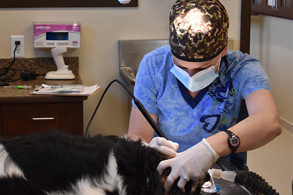 Vet doing dental work on a dog