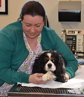 Veterinarian examining a dog during pet diagnostics