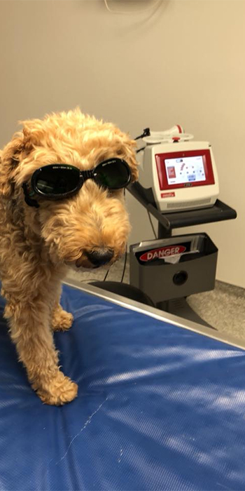 Dog wearing goggles for laser therapy